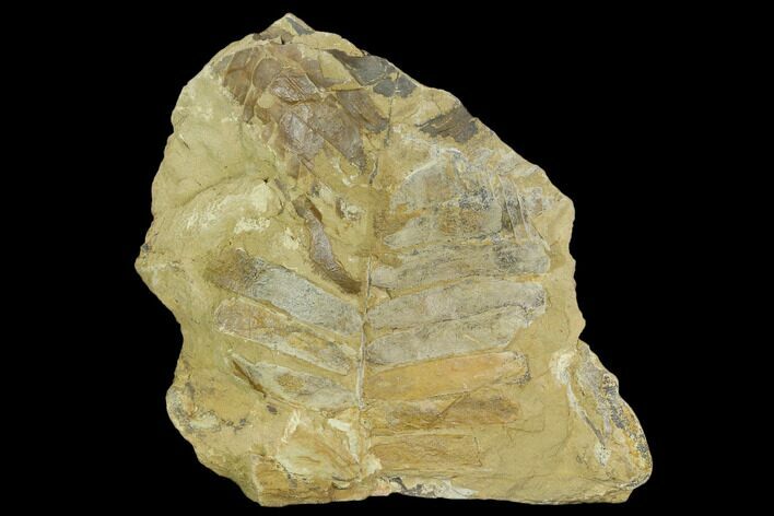 Triassic Fossil Fern (Otozamites?) - North Carolina #130304